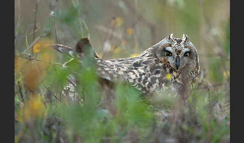 Sumpfohreule (Asio flammeus)