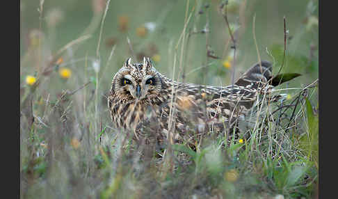 Sumpfohreule (Asio flammeus)