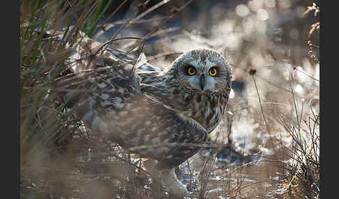 Sumpfohreule (Asio flammeus)