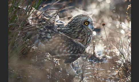 Sumpfohreule (Asio flammeus)