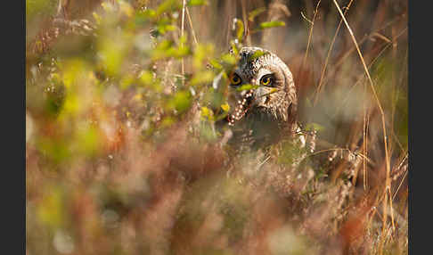 Sumpfohreule (Asio flammeus)