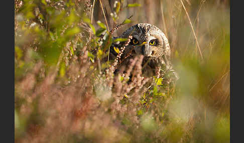 Sumpfohreule (Asio flammeus)