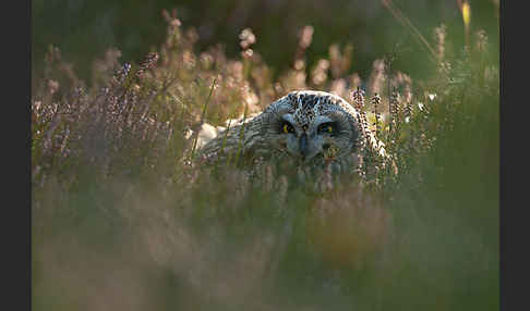 Sumpfohreule (Asio flammeus)