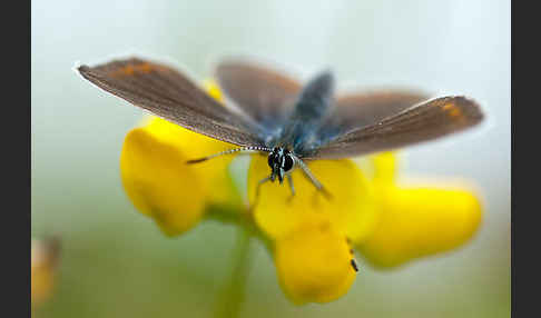 Argus-Bläuling (Plebeius argus)