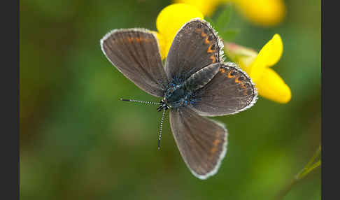 Argus-Bläuling (Plebeius argus)