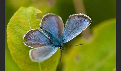 Argus-Bläuling (Plebeius argus)