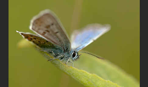 Argus-Bläuling (Plebeius argus)