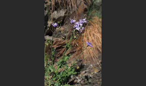 Blauer Lattich (Lactuca perennis)