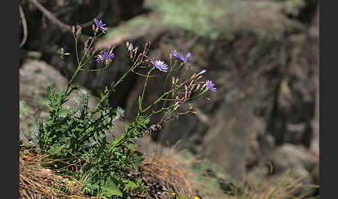 Blauer Lattich (Lactuca perennis)