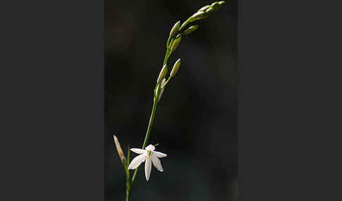 Astlose Graslilie (Anthericum liliago)