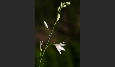 Astlose Graslilie (Anthericum liliago)