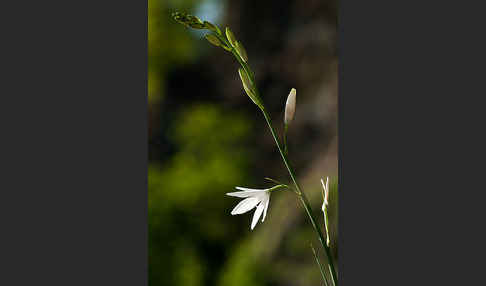Astlose Graslilie (Anthericum liliago)