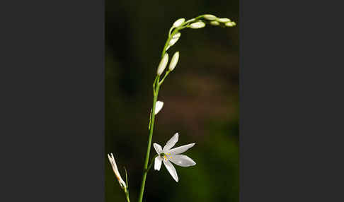 Astlose Graslilie (Anthericum liliago)