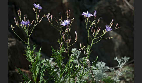 Blauer Lattich (Lactuca perennis)