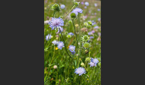 Acker-Witwenblume (Knautia arvensis)