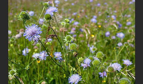 Acker-Witwenblume (Knautia arvensis)