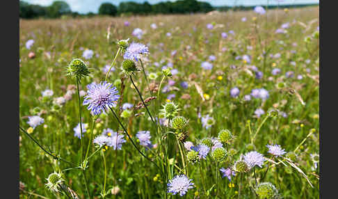 Acker-Witwenblume (Knautia arvensis)