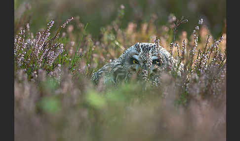 Sumpfohreule (Asio flammeus)