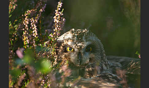 Sumpfohreule (Asio flammeus)