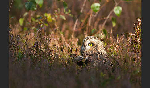 Sumpfohreule (Asio flammeus)