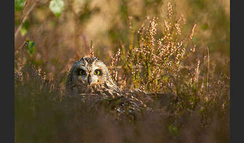 Sumpfohreule (Asio flammeus)