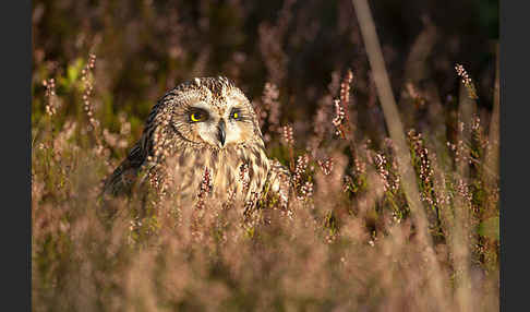 Sumpfohreule (Asio flammeus)