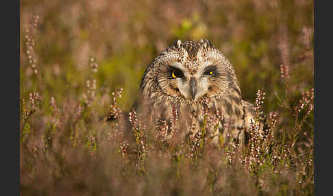 Sumpfohreule (Asio flammeus)