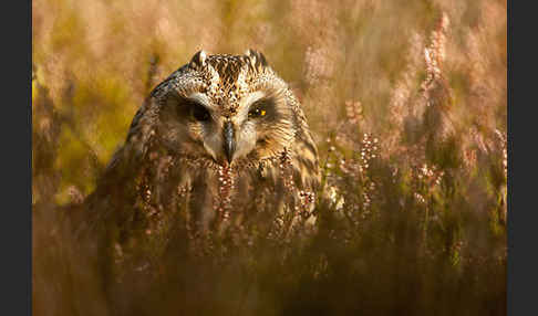 Sumpfohreule (Asio flammeus)