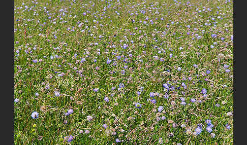 Acker-Witwenblume (Knautia arvensis)