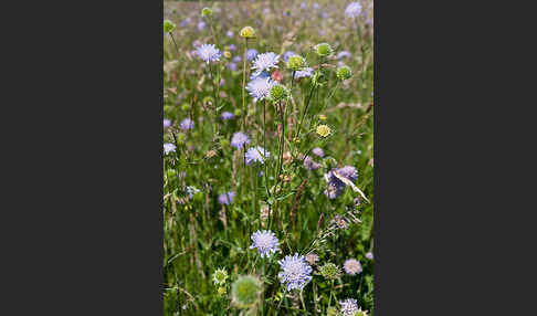 Acker-Witwenblume (Knautia arvensis)