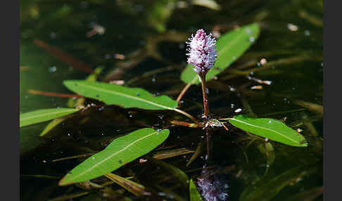 Wasser-Knöterich (Persicaria amphibia)