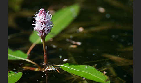 Wasser-Knöterich (Persicaria amphibia)