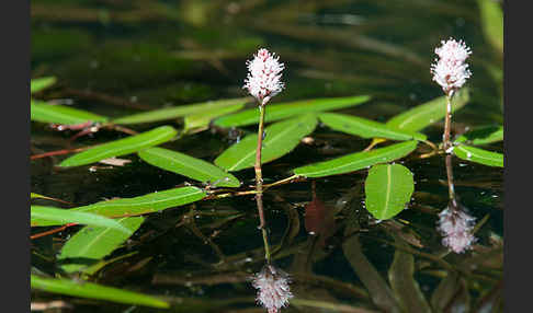 Wasser-Knöterich (Persicaria amphibia)