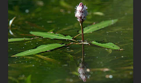 Wasser-Knöterich (Persicaria amphibia)