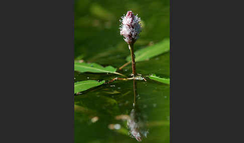 Wasser-Knöterich (Persicaria amphibia)