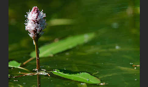 Wasser-Knöterich (Persicaria amphibia)