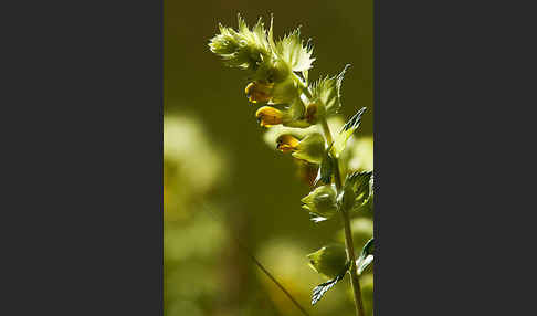 Großer Klappertopf (Rhinanthus angustifolius)