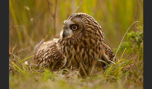 Sumpfohreule (Asio flammeus)