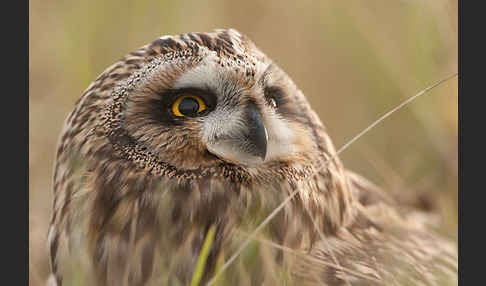 Sumpfohreule (Asio flammeus)