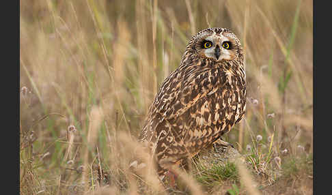 Sumpfohreule (Asio flammeus)