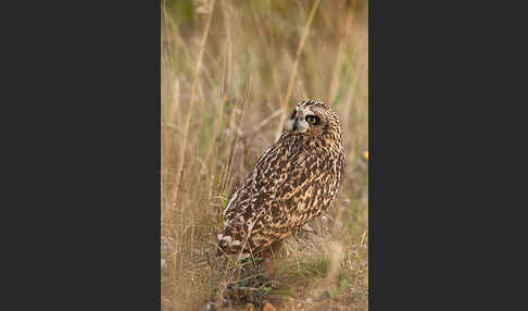 Sumpfohreule (Asio flammeus)