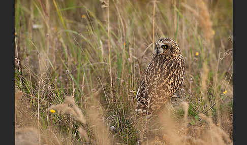 Sumpfohreule (Asio flammeus)