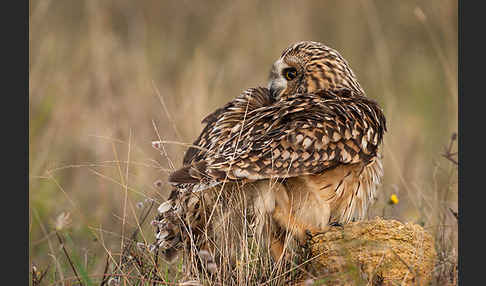 Sumpfohreule (Asio flammeus)