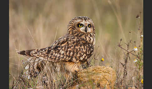 Sumpfohreule (Asio flammeus)