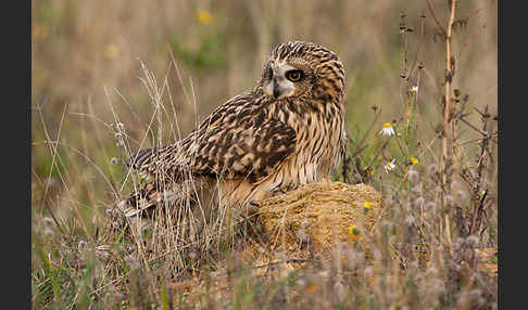 Sumpfohreule (Asio flammeus)