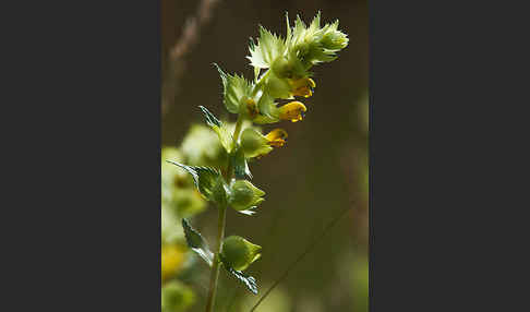 Großer Klappertopf (Rhinanthus angustifolius)