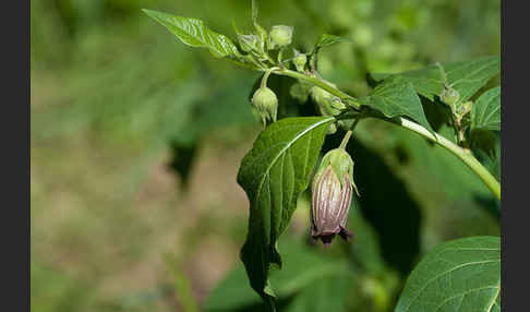 Schwarze Tollkirsche (Atropa bella-donna)