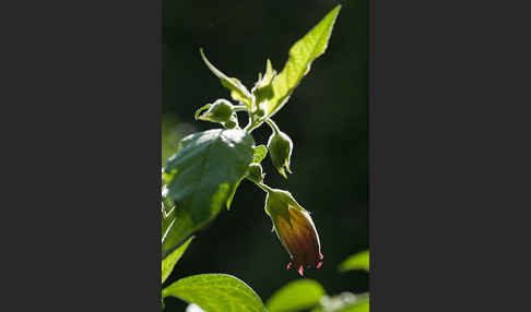 Schwarze Tollkirsche (Atropa bella-donna)