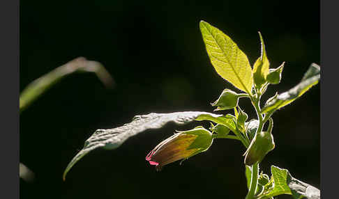 Schwarze Tollkirsche (Atropa bella-donna)