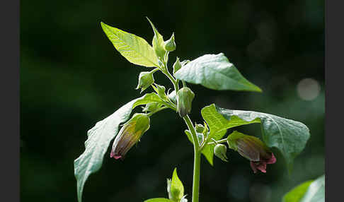 Schwarze Tollkirsche (Atropa bella-donna)